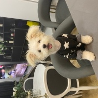 Poodle(Standart Kaniş), Köpek  Bella fotoğrafı