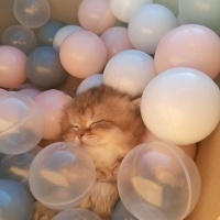 British Longhair, Kedi  Pufi fotoğrafı