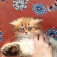 British Longhair, Kedi  Pufi fotoğrafı