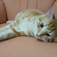 Tekir Kedi, Kedi  Leo  yu sahiplenecek yeni bir yuva arıyoruz  fotoğrafı