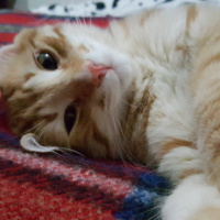 Tekir Kedi, Kedi  Leo  yu sahiplenecek yeni bir yuva arıyoruz  fotoğrafı
