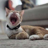 Sarman, Kedi  Odin fotoğrafı