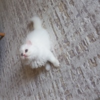 Chinchilla, Kedi  Sütlaç fotoğrafı