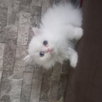 Chinchilla, Kedi  Sütlaç fotoğrafı