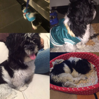 Shih Tzu, Köpek  casper fotoğrafı
