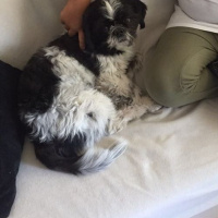 Shih Tzu, Köpek  casper fotoğrafı