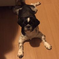 Shih Tzu, Köpek  casper fotoğrafı