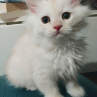 Chinchilla, Kedi  Prenses fotoğrafı