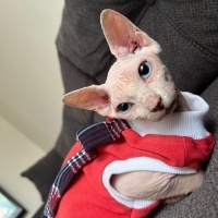 Sphynx, Kedi  Fındık fotoğrafı
