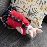 Sphynx, Kedi  Fındık fotoğrafı