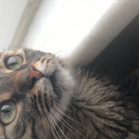 Tekir Kedi, Kedi  Kuzu fotoğrafı