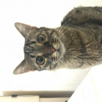 Tekir Kedi, Kedi  Kuzu fotoğrafı
