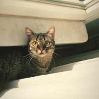 Tekir Kedi, Kedi  Kuzu fotoğrafı