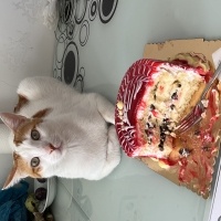 Sarman, Kedi  Balım fotoğrafı