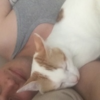 Sarman, Kedi  Balım fotoğrafı