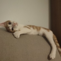 Sarman, Kedi  sütlaç fotoğrafı