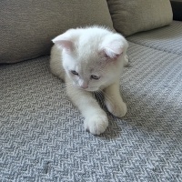 Scottish Fold, Kedi  yavru kedi fotoğrafı