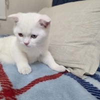 Scottish Fold, Kedi  yavru kedi fotoğrafı