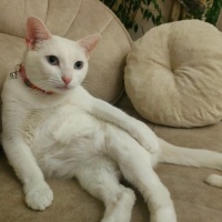 Van Kedisi, Kedi  İNCİ fotoğrafı