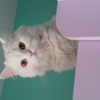 British Longhair, Kedi  Alaz fotoğrafı