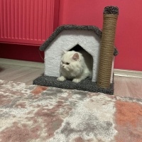 British Longhair, Kedi  Alaz fotoğrafı