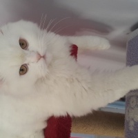 British Longhair, Kedi  Alaz fotoğrafı