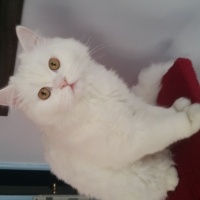 British Longhair, Kedi  Alaz fotoğrafı
