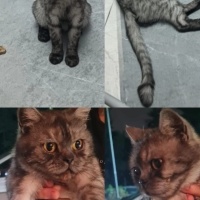 British Shorthair, Kedi  LUNA fotoğrafı