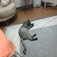 British Shorthair, Kedi  LUNA fotoğrafı