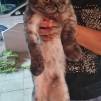 British Shorthair, Kedi  LUNA fotoğrafı