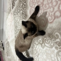 Siyam Kedisi, Kedi  Barbie fotoğrafı