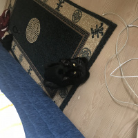 Bombay, Kedi  Sherlock fotoğrafı