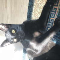 Bombay, Kedi  Sherlock fotoğrafı