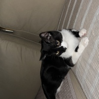 Tekir Kedi, Kedi  Oscar fotoğrafı