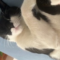 Tekir Kedi, Kedi  Oscar fotoğrafı