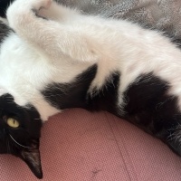 Tekir Kedi, Kedi  Oscar fotoğrafı