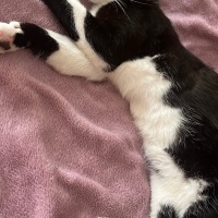 Tekir Kedi, Kedi  Oscar fotoğrafı