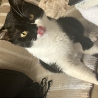 Tekir Kedi, Kedi  Oscar fotoğrafı