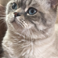 Mavi Rus, Kedi  Haryy fotoğrafı