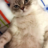 Mavi Rus, Kedi  Haryy fotoğrafı
