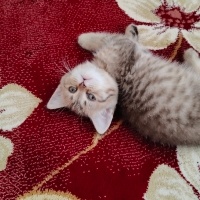 British Shorthair, Kedi  Maya fotoğrafı