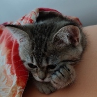 British Shorthair, Kedi  Maya fotoğrafı