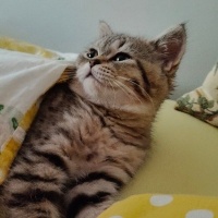 British Shorthair, Kedi  Maya fotoğrafı