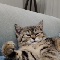 British Shorthair, Kedi  Maya fotoğrafı