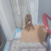 İngiliz Cocker Spaniel, Köpek  Tarçin fotoğrafı