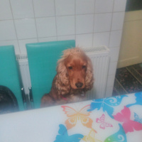 İngiliz Cocker Spaniel, Köpek  Tarçin fotoğrafı