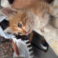 Sarman, Kedi  Güneş fotoğrafı