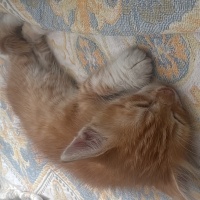 Sarman, Kedi  Güneş fotoğrafı