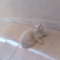 British Longhair, Kedi  Luna fotoğrafı