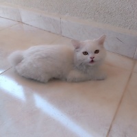 British Longhair, Kedi  Luna fotoğrafı